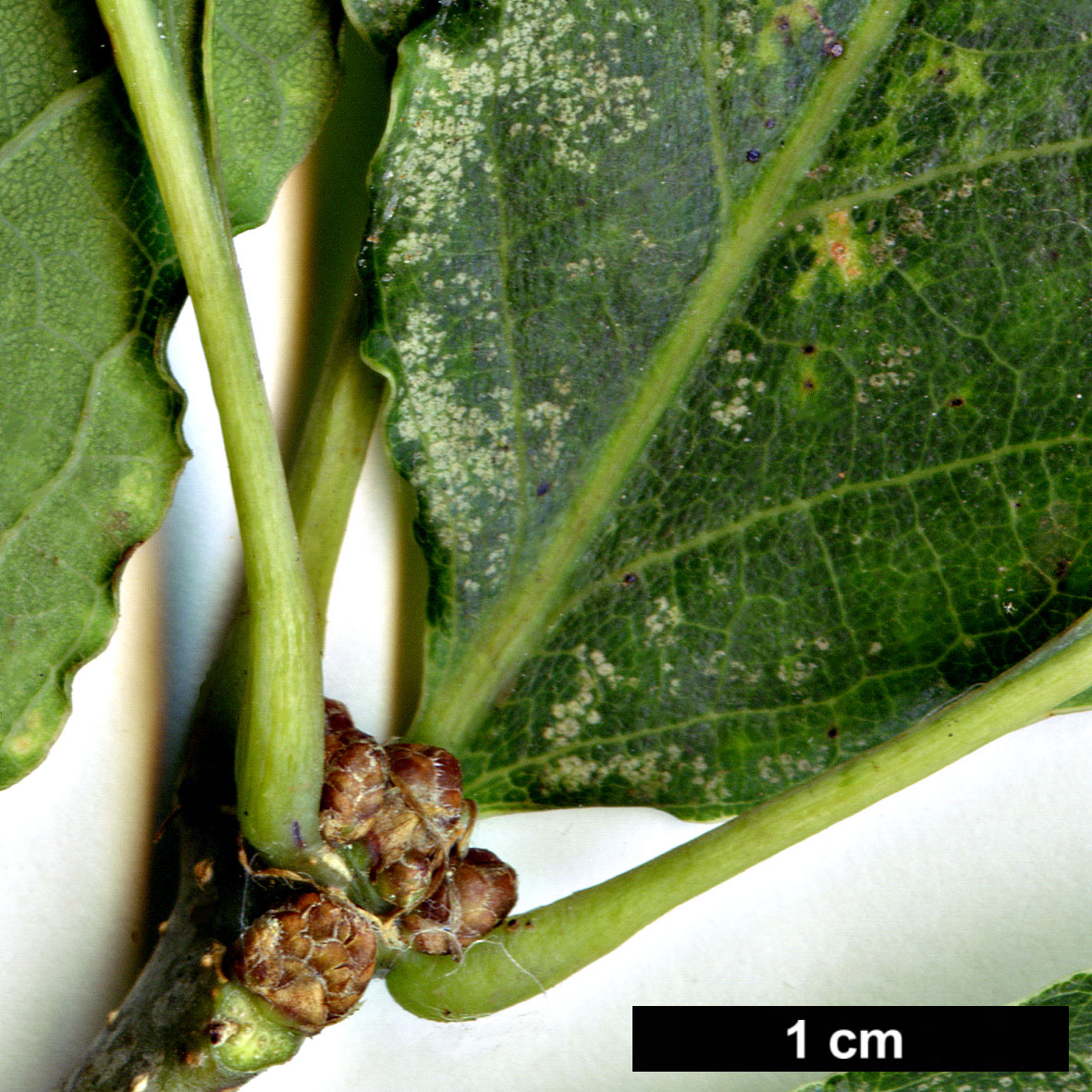 High resolution image: Family: Fagaceae - Genus: Quercus - Taxon: ×rosacea - SpeciesSub: 'Columna' (Q.petrea × Q.robur)